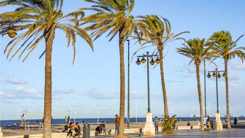 Spain Tall Palm Trees by the Beach